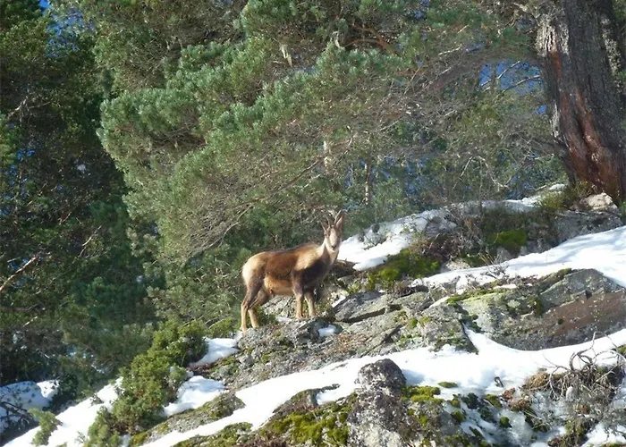 Cauterets: 2 Ch, 8 Pers, Wifi&parking - Fr-1-234-89 Cauterets